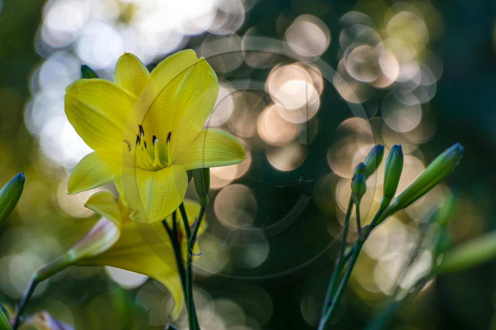 Les jardins de l'eau du Pré Curieux