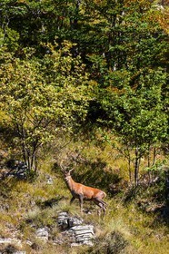 Cerf élaphe