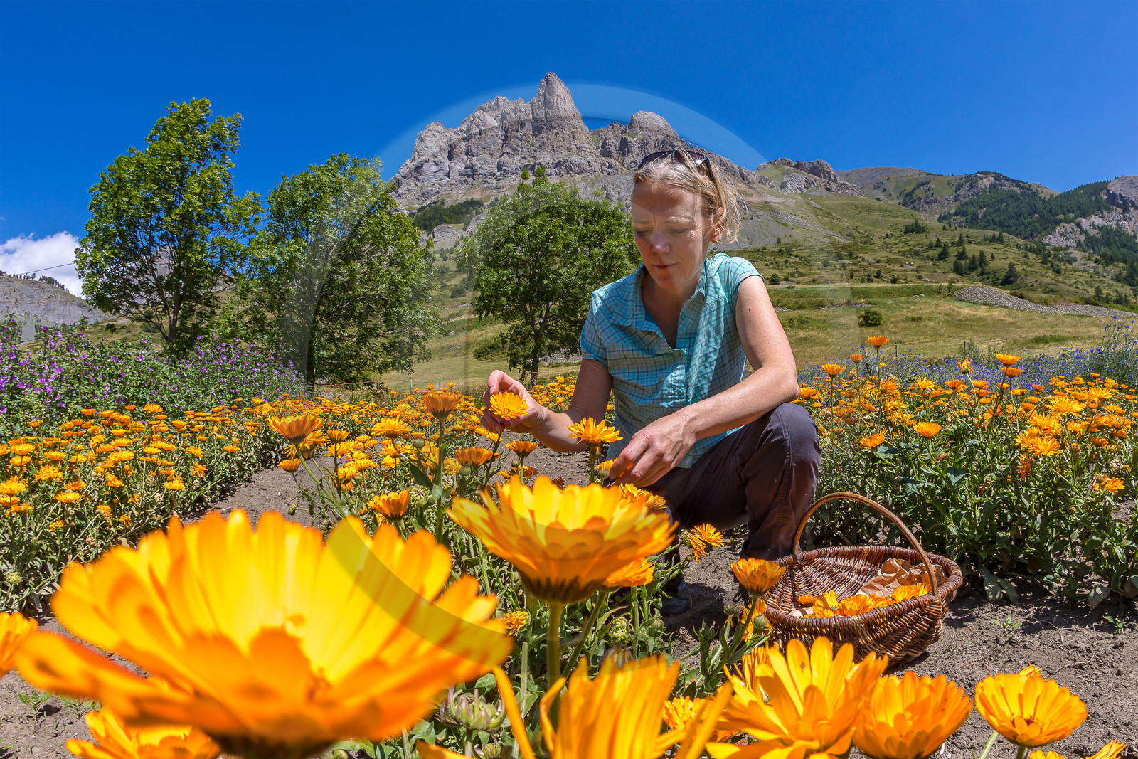 Les cueillettes du Lauzet