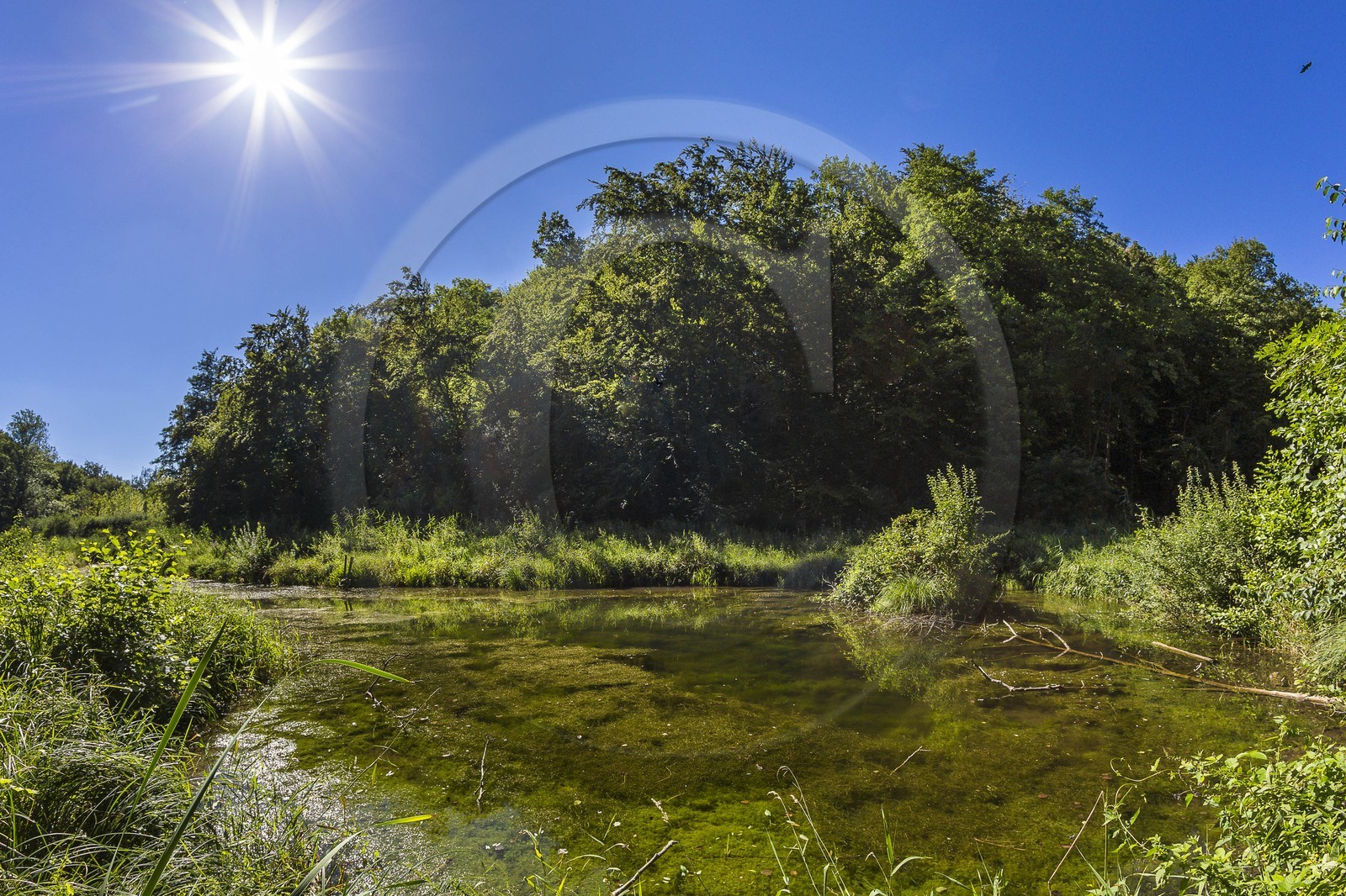 ENS de l'Isère, étang de Cote Manin