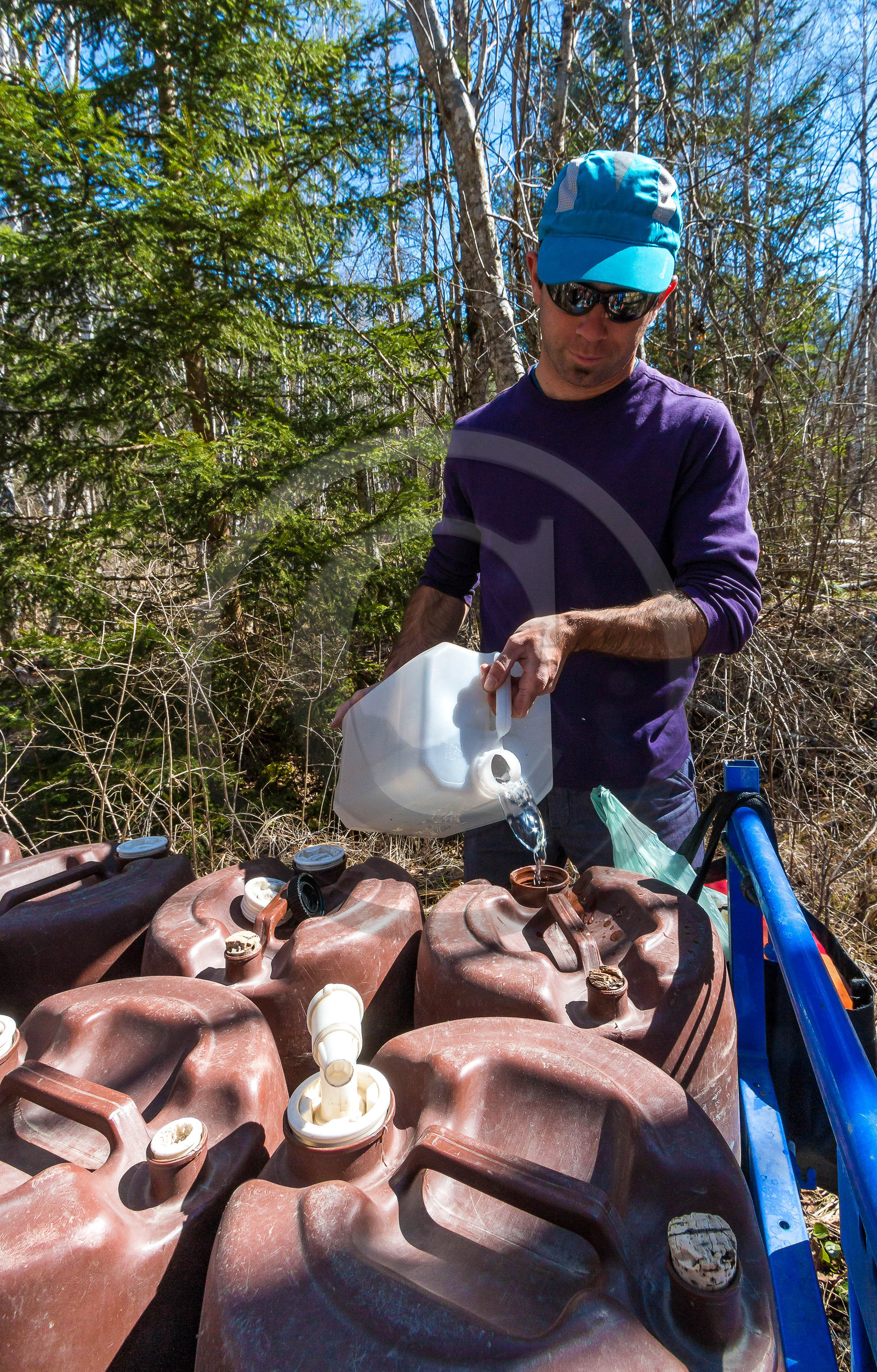Récolte de sève de bouleau