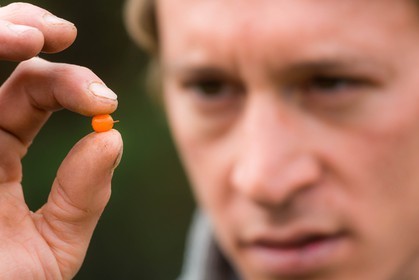 David Viveau agriculteur, producteur de baies d'argousier