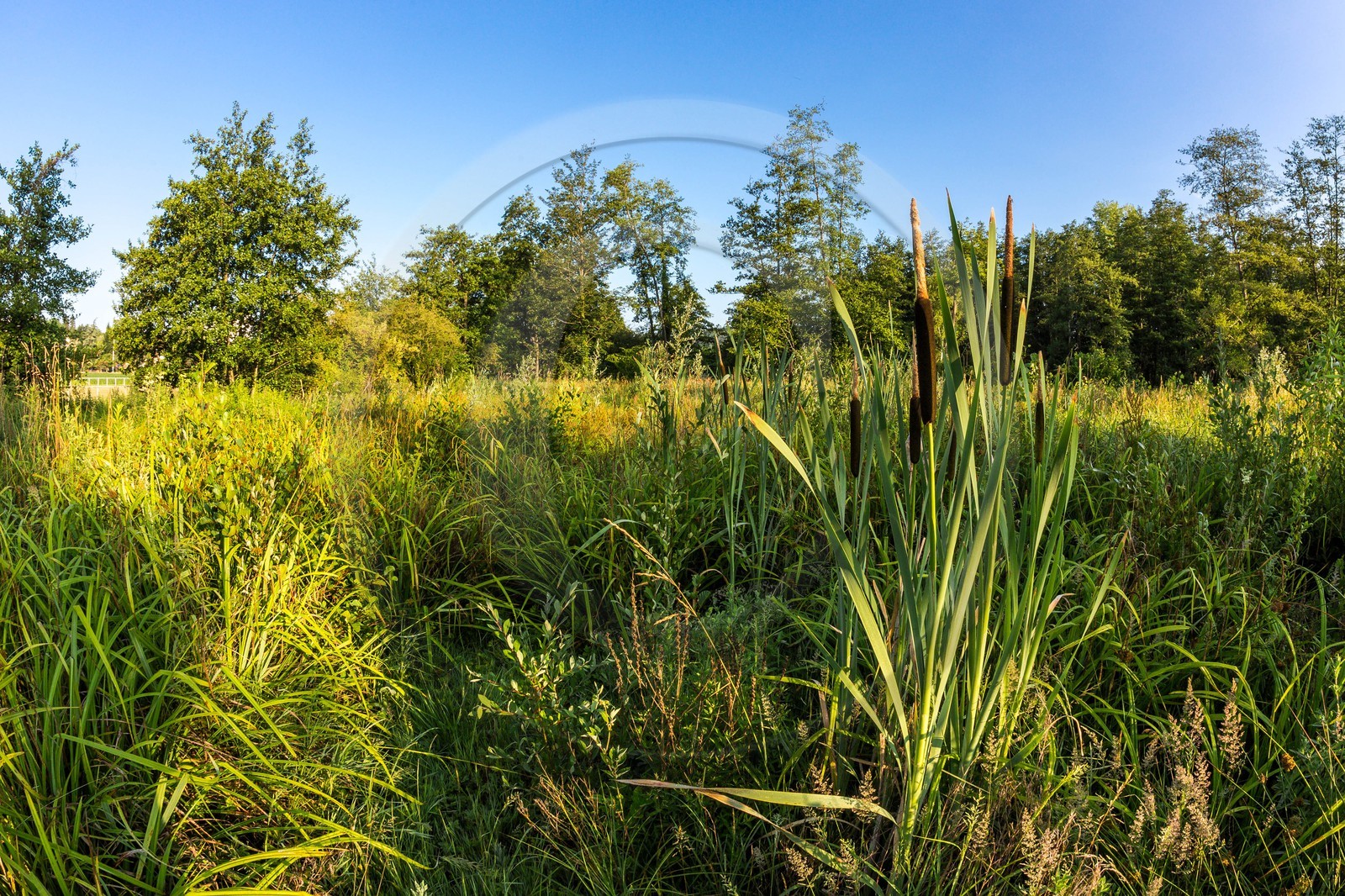 ENS de l'Isère, Prairies inondables de Pont-Évêque