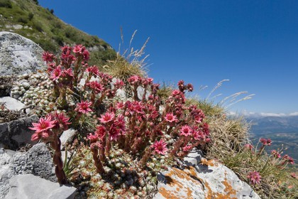 Joubarbe à toile d'araignée, Sempervivum arachnoideum