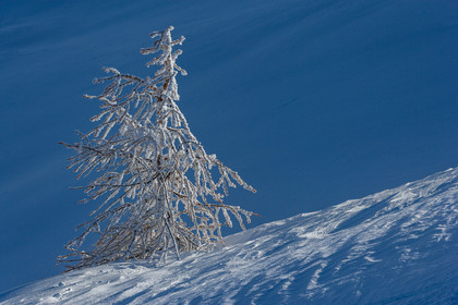 Mélèze d'Europe, Larix decidua