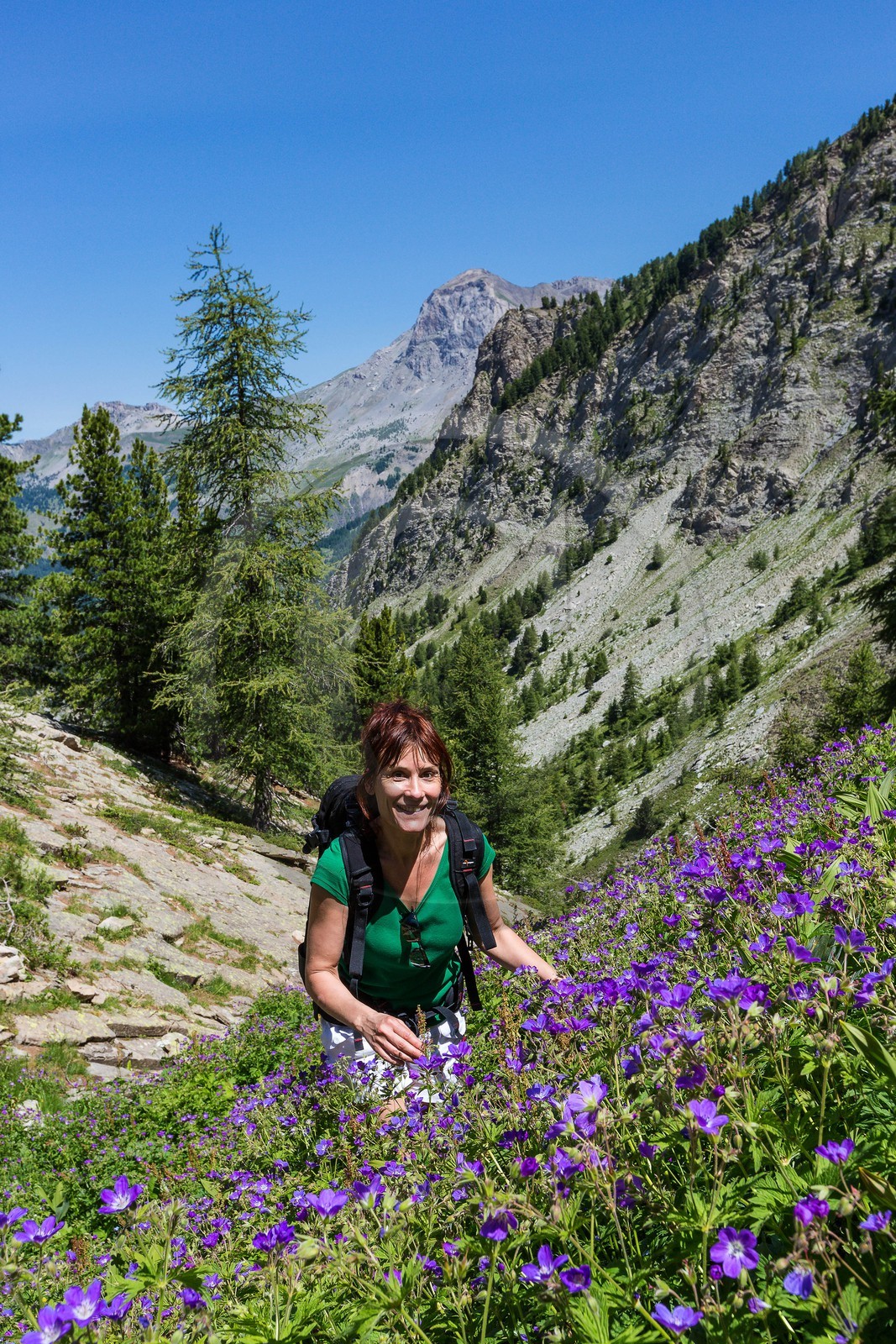 Ubaye, Vallon du Laverq, géranium des bois, Geranium sylvaticum