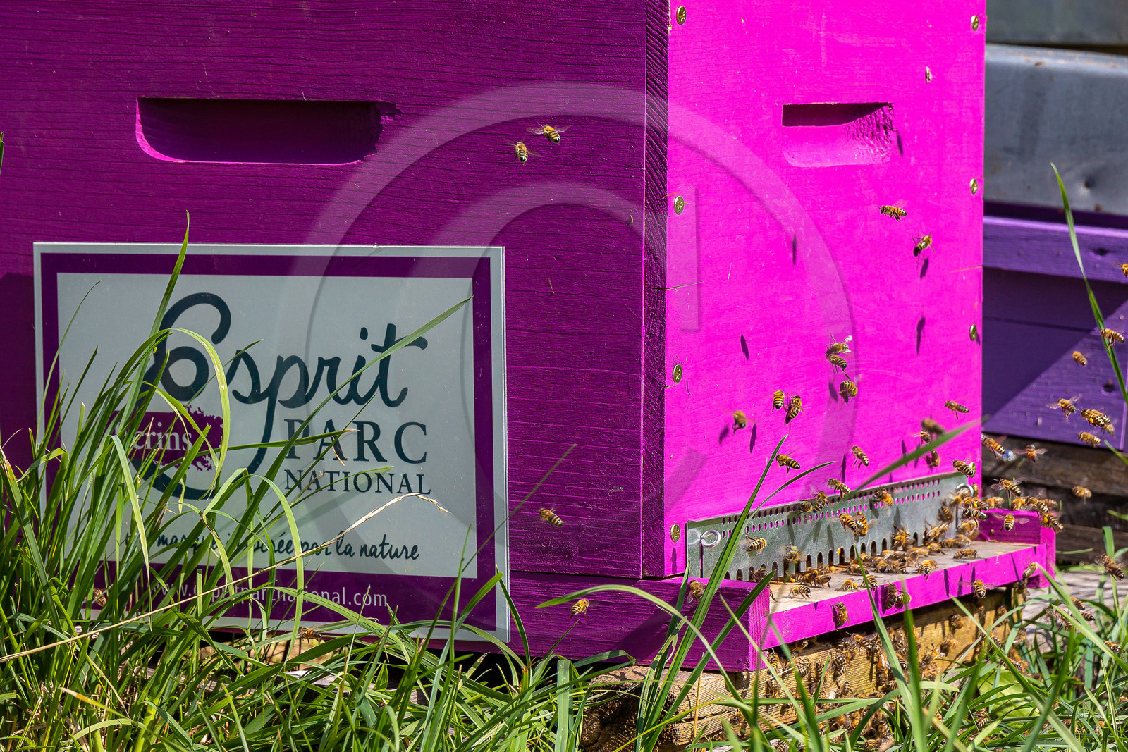 Jean-Jacques Daubert - Apiculteur