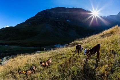 Alpage du Vallon d'en Haut, Sébastien Vincendet