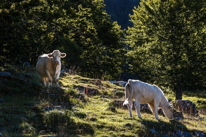 ENS de l'Isère, Les Ecouges, Fessole