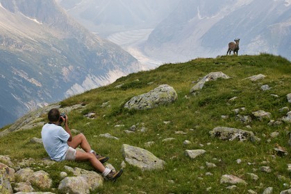 Bouquetin, ou bouquetin des Alpes (Capra ibex)