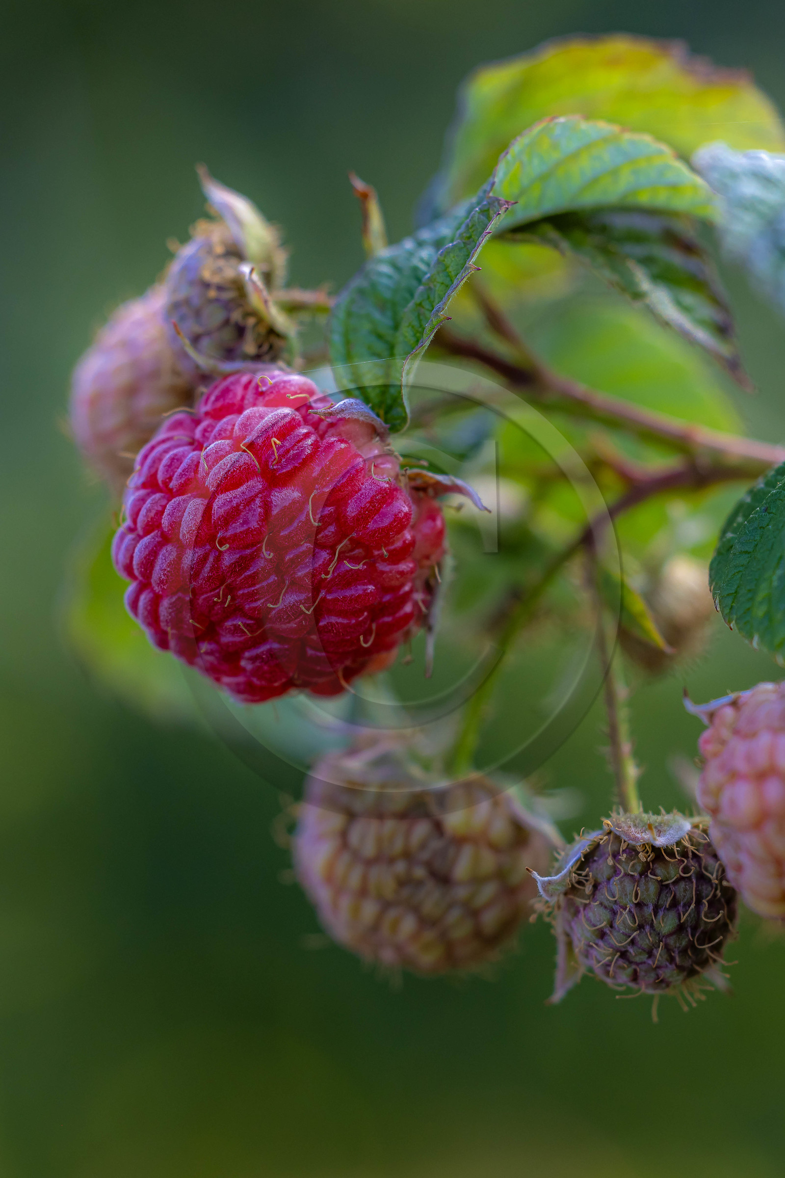 Ecrins de fruits, producteur de fruits rouges