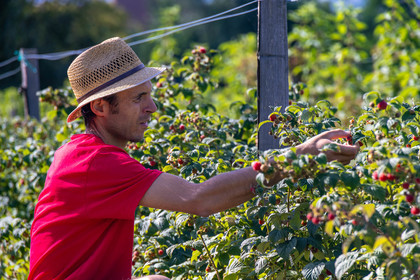 Ecrins de fruits, producteur de fruits rouges