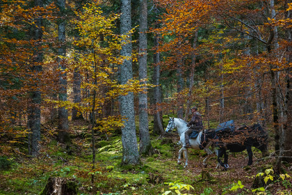 Film : La vallée des loups