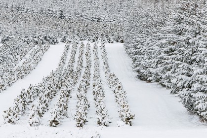 Pépinière Robin, producteur de sapin de Noël