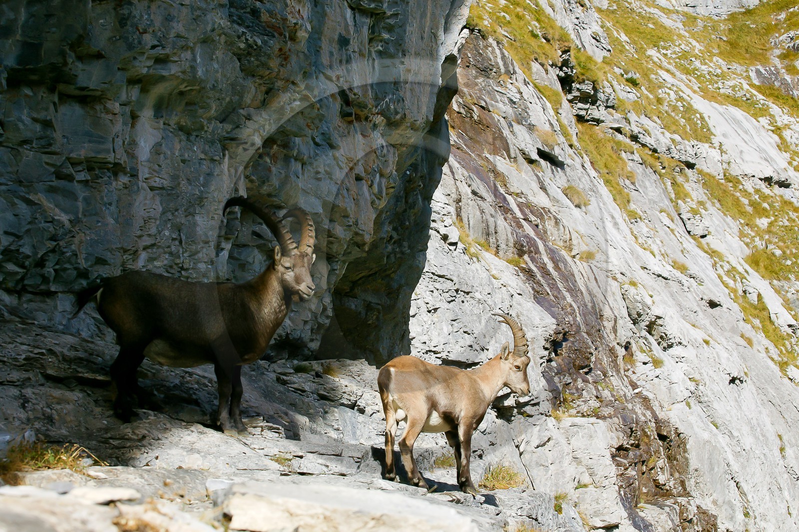 Bouquetin, ou bouquetin des Alpes (Capra ibex)