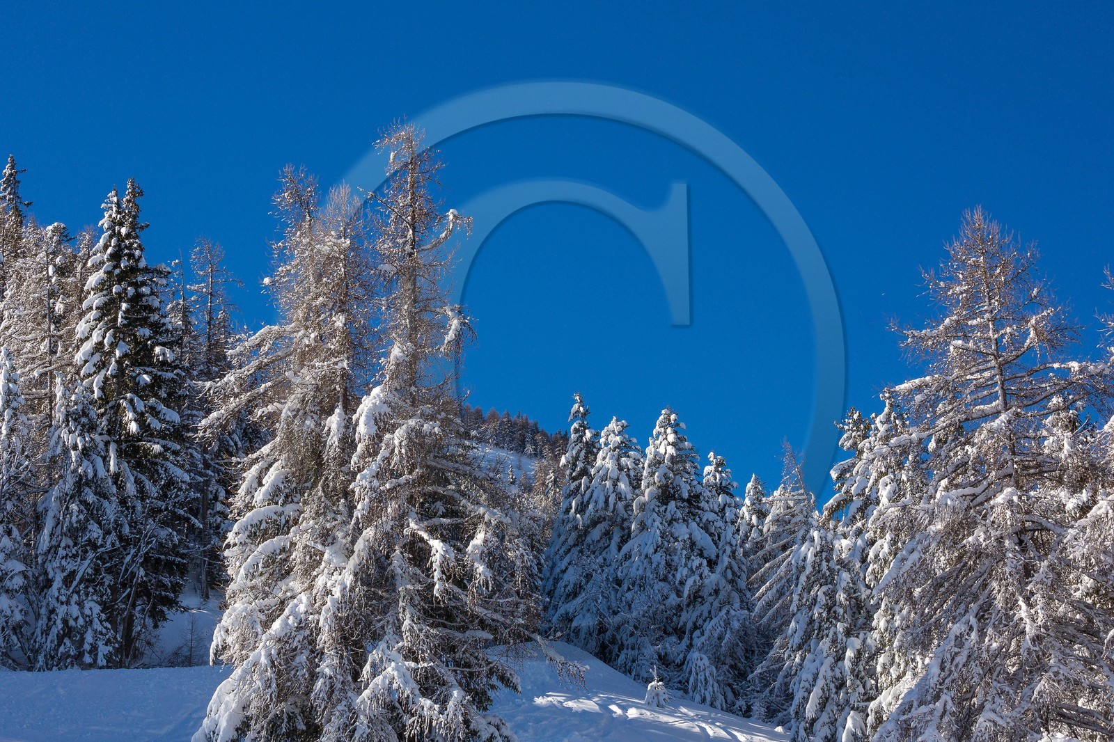 Uvernet-Fours, station de ski de Praloup, forêt de sapins et mélèzes