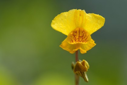 Petite utriculaire, Utricularia minor