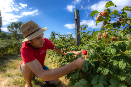 Ecrins de fruits, producteur de fruits rouges