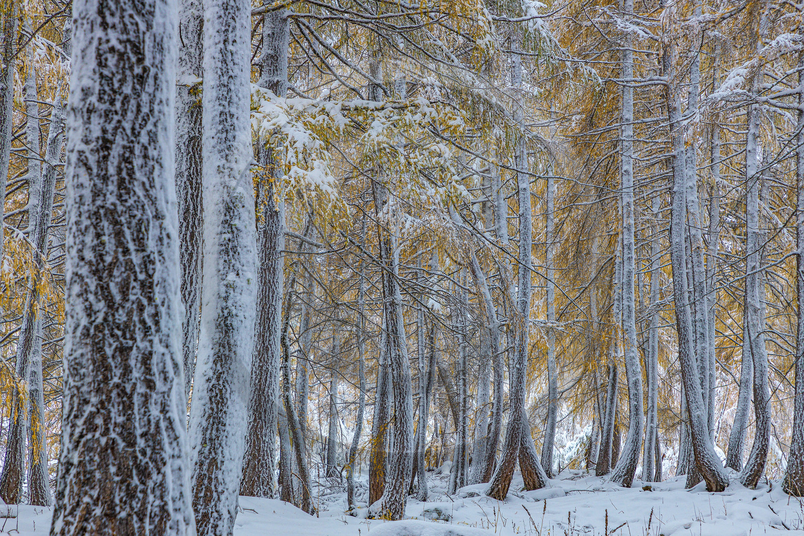 Mélèze d'Europe, Larix decidua