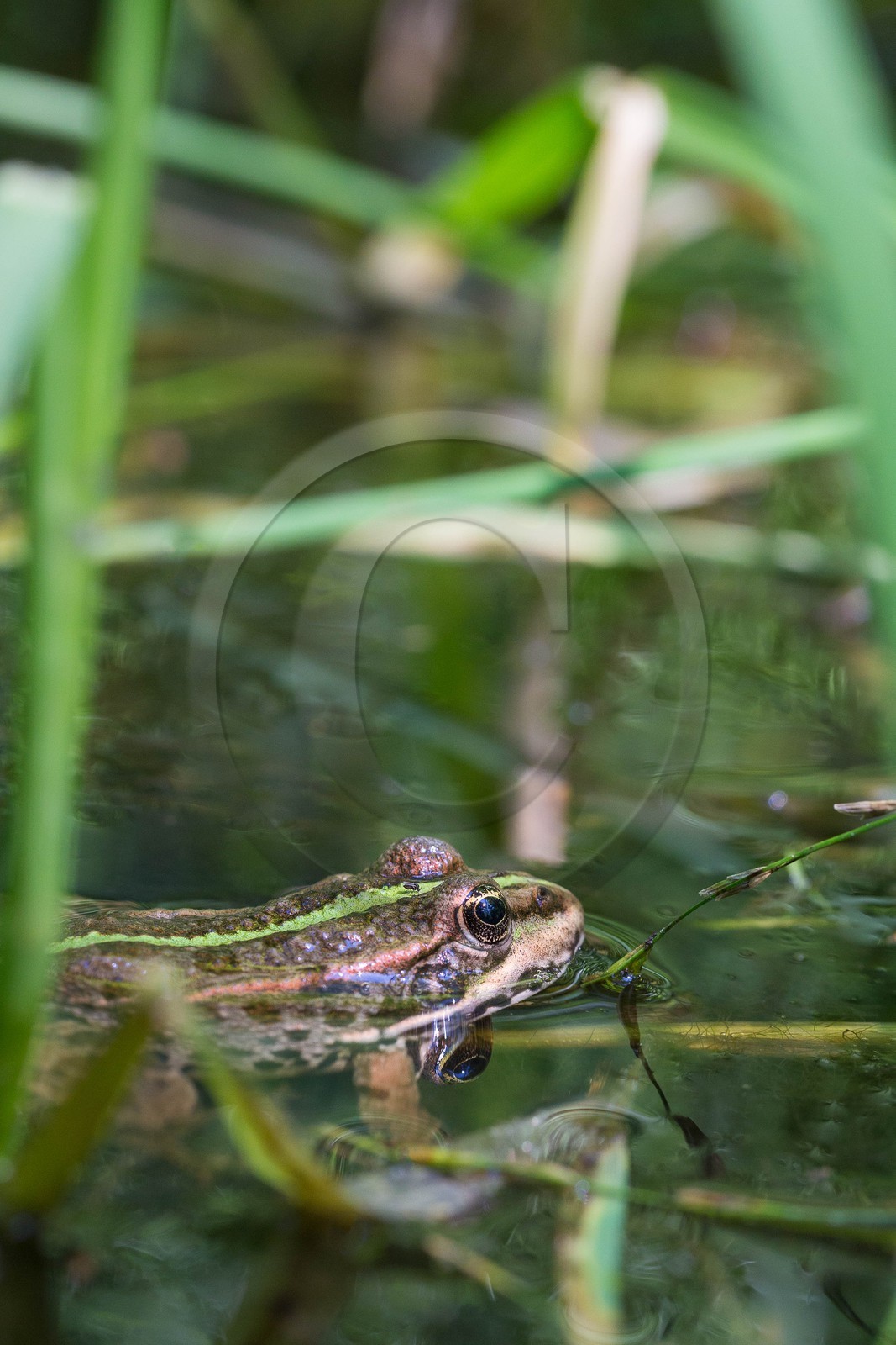 ENS de l'Isère, Vieille morte de Bourg d'Oisans