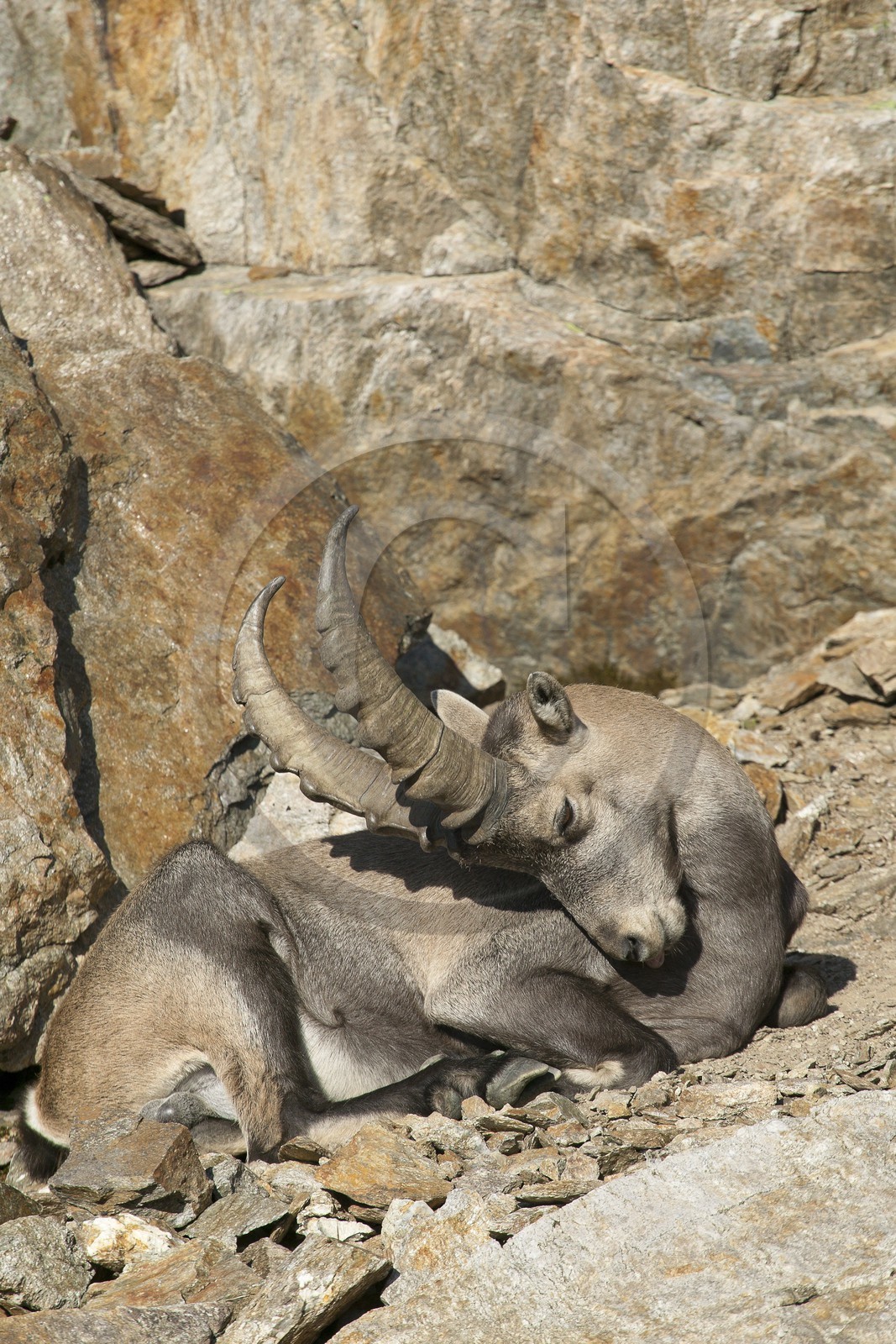 Bouquetin, ou bouquetin des Alpes (Capra ibex)