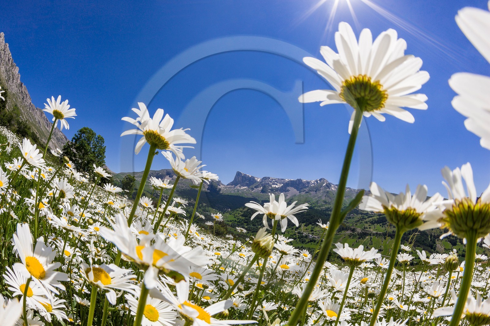 Marguerite commune, Leucanthemum vulgare