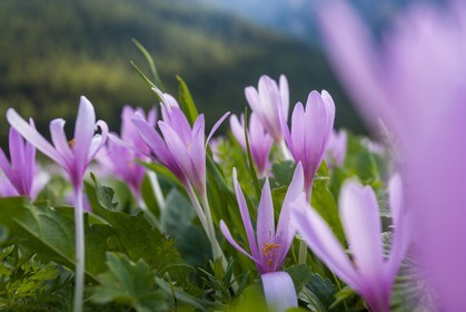 Colchique d'automne, Colchicum autumnale