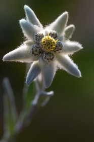 Edelweiss, Leontopodium alpinum