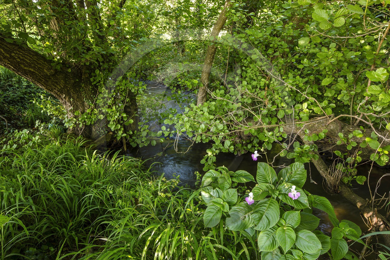 ENS de l'Isère, Zone humide de la Merlière