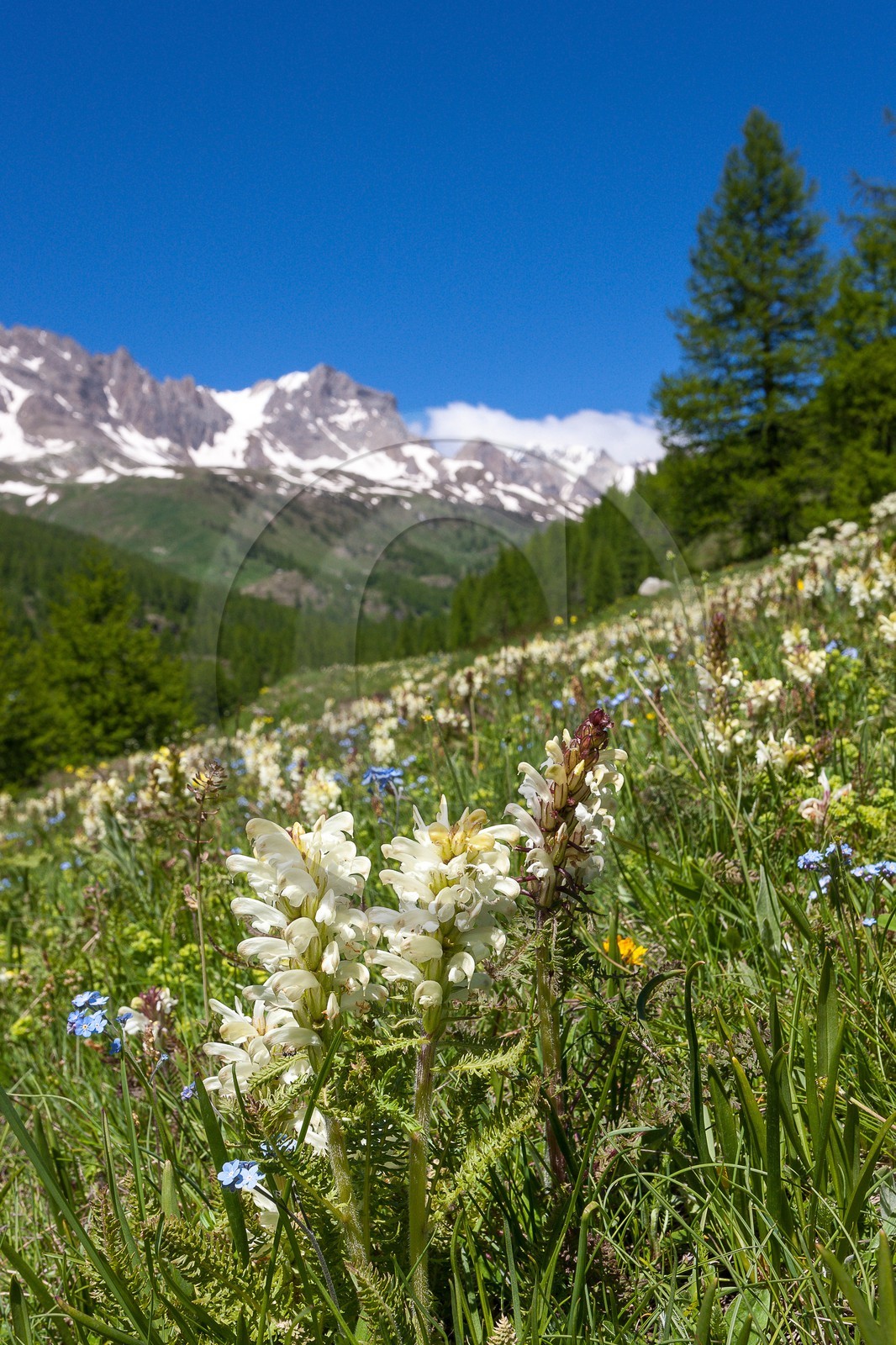 Pédiculaire tubéreuse, Pedicularis tuberosa