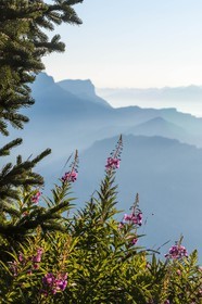 ENS de l'Isère, Plateau de la Molière et du Sornin, vue sur la Chartreuse