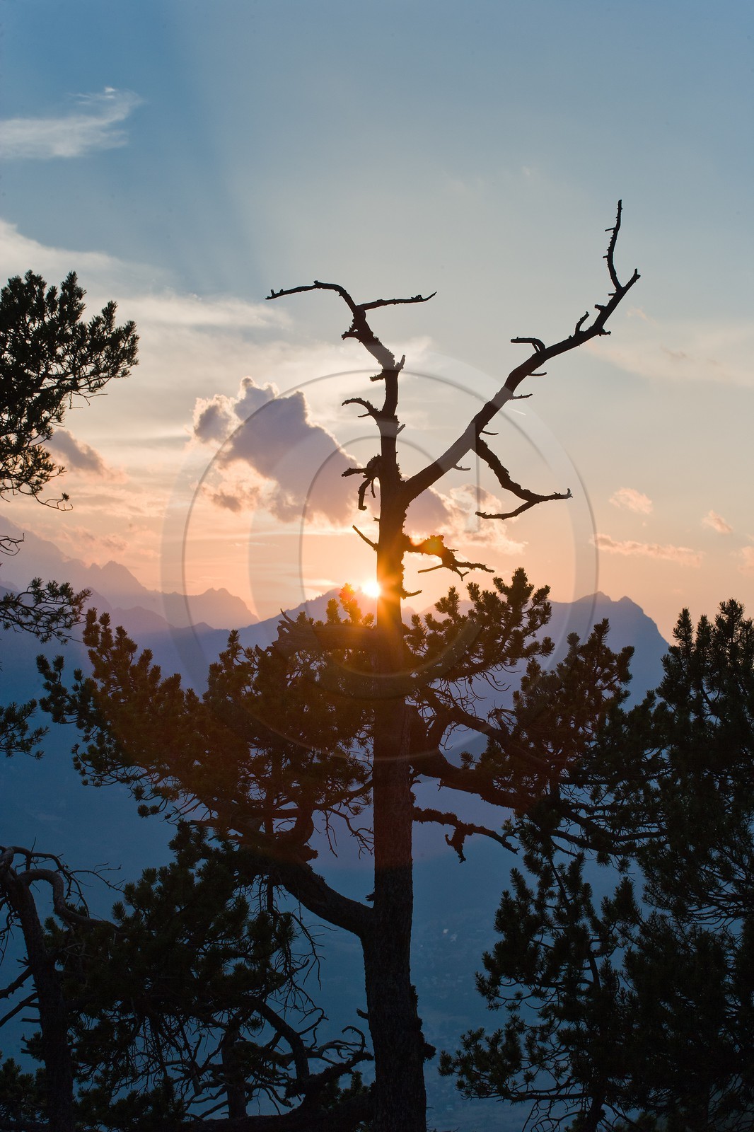 Forêt de pins à crochets