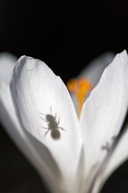 Crocus printanier,  Crocus vernus