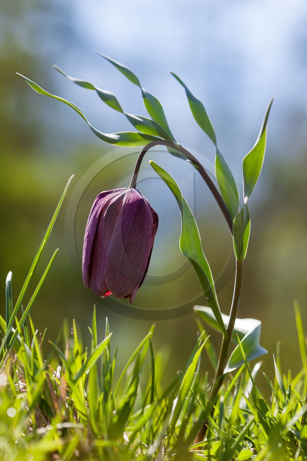 Fritillaire du Dauphiné , Fritillaria tubiformis