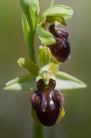 Ophrys araignée, Ophrys sphegodes
