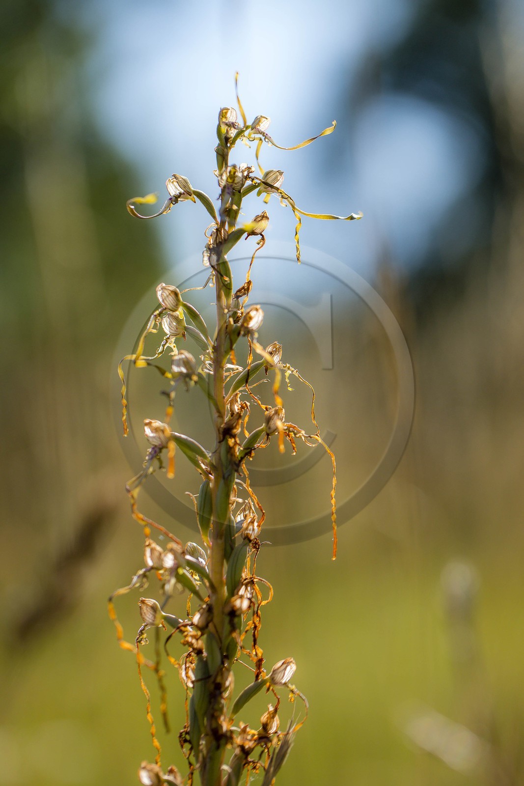 ENS de l'Isère, , le méandre des Oves