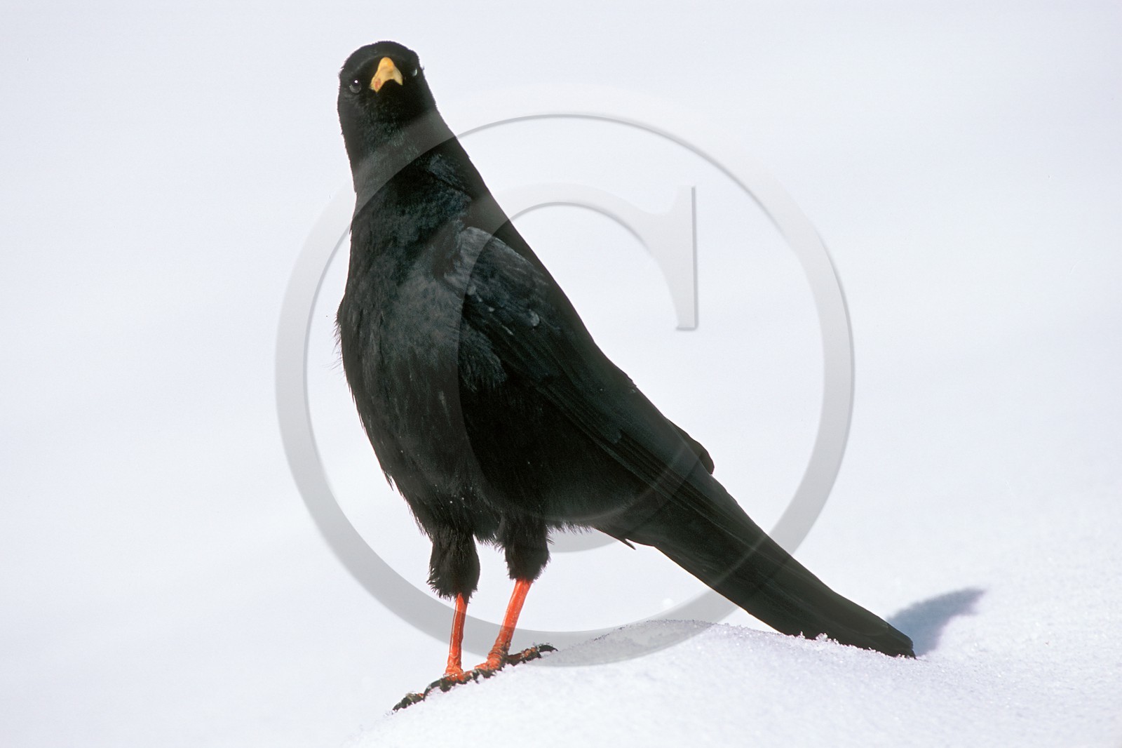 Chocard à bec jaune, Pyrrhocorax graculus