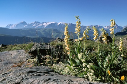 Digitale Jaune, Digitalis lutea