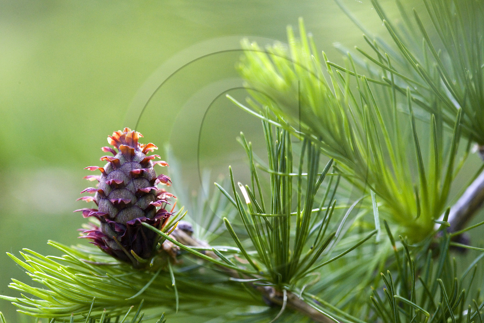 Cône femelle de mélèze (larix décidua)