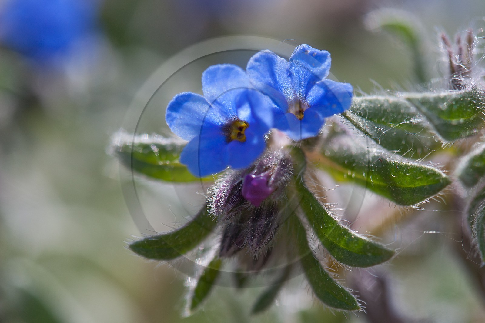Orcanette des teinturiers, Alkanna tinctoria