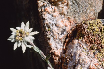 Edelweiss, Leontopodium alpinum