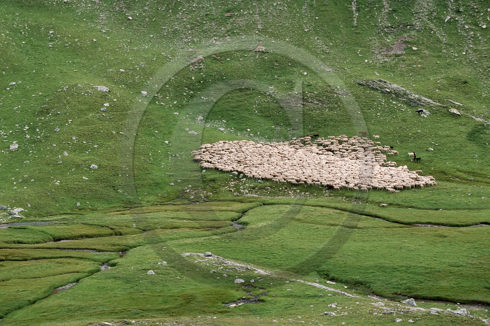 Alpage de Jujal, Le Bailou, berger