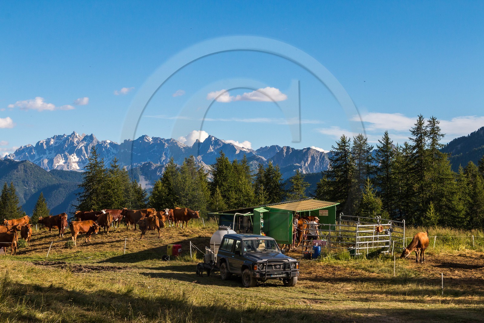 Arvieux, Christian Blanc éleveur de tarines
