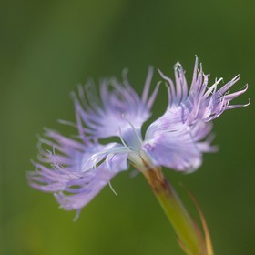 Œillet de Montpellier, Dianthus hyssopifolius