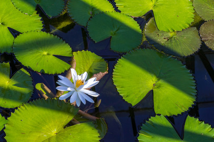 Serre au nénuphars géants,  Victoria Amazonica
