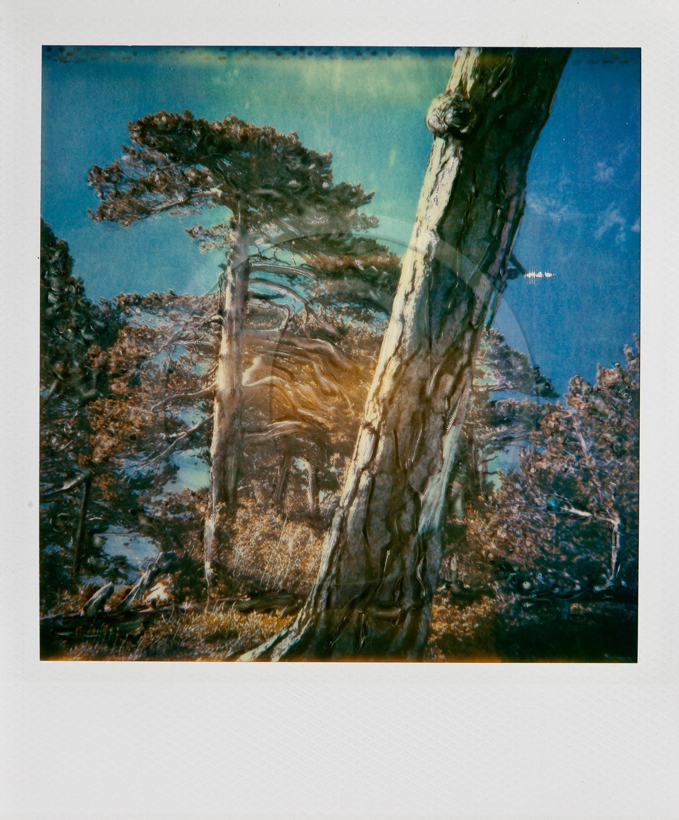 Exposition Arbres et petites forêts, éloge de la biodiversité