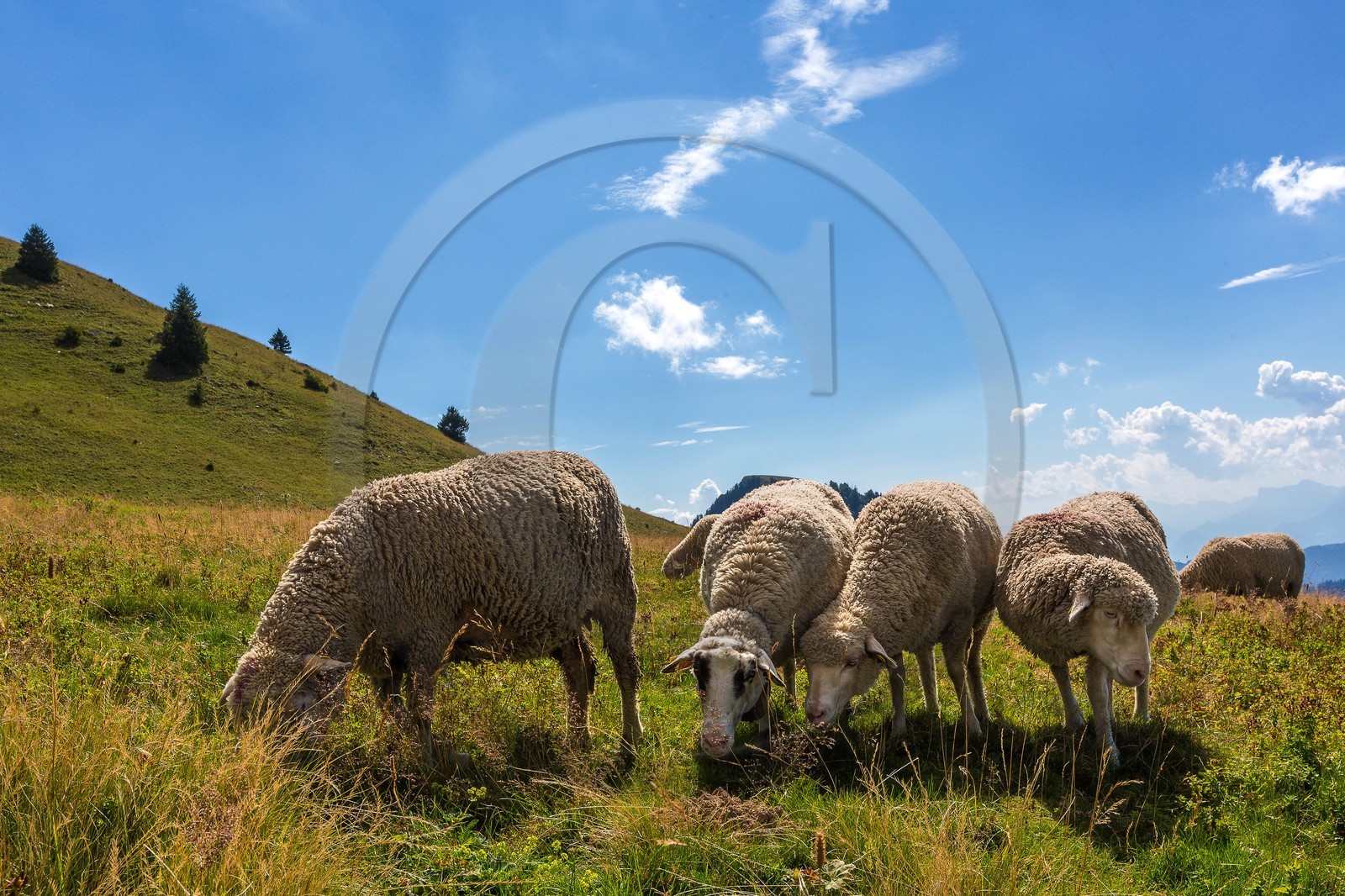 Espace naturel sensible de l'Isère, Col du Coq