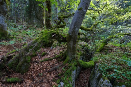 ENS de l'Isère, Plateau de la Molière et du Sornin