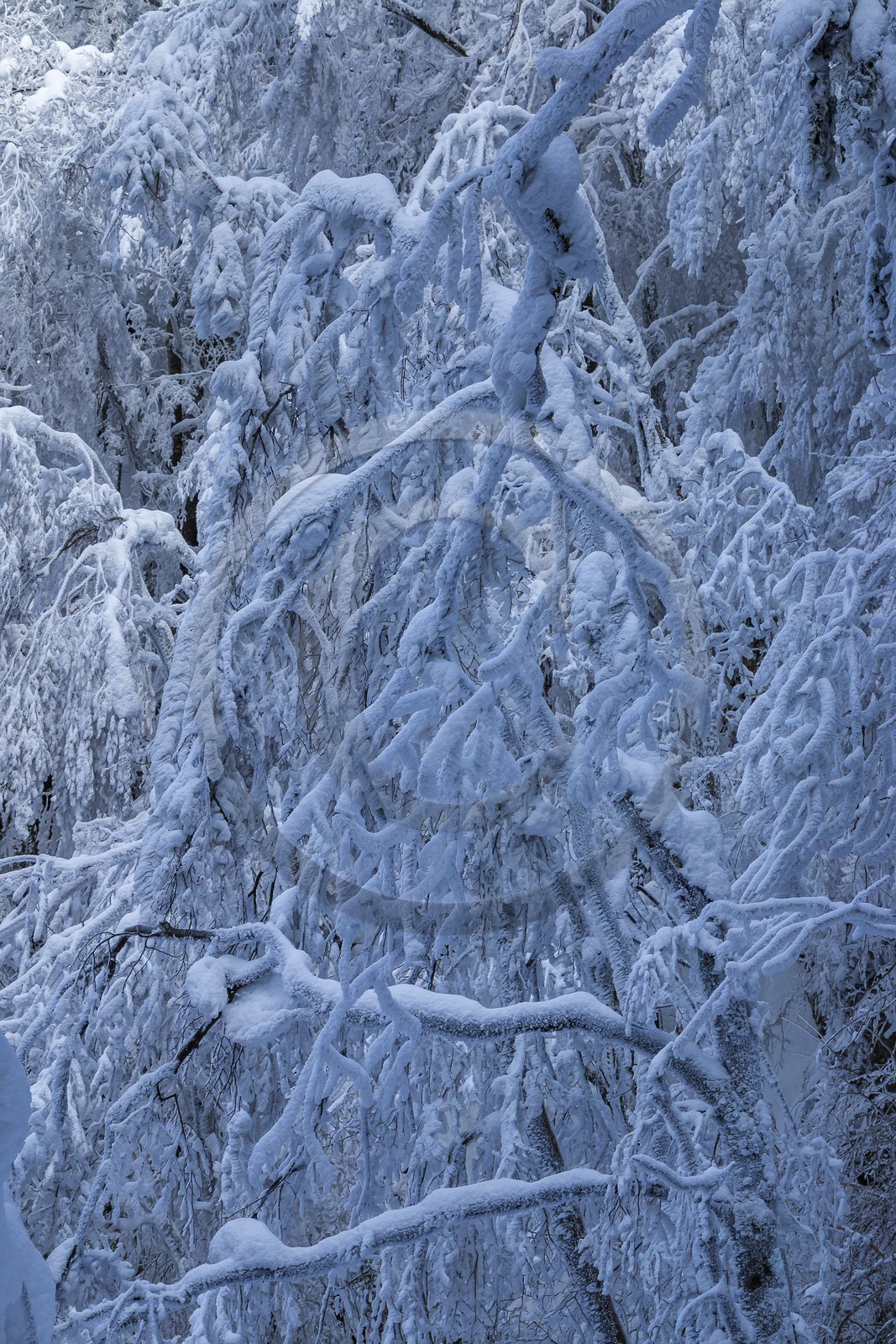 ENS de l'Isère, Les Ecouges