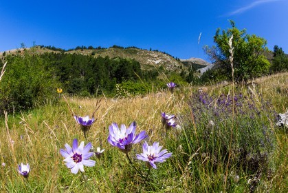 GR6 Tour des Monges, Catananche caerulea